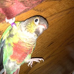 Meet your Posher, Toni